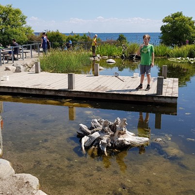 Den blå planet - udendørs fiskebassin anlagt af Junckerhaven